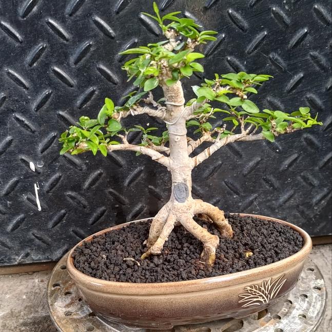 Bonsai anting putri / bonsai anput / anting putri real pic