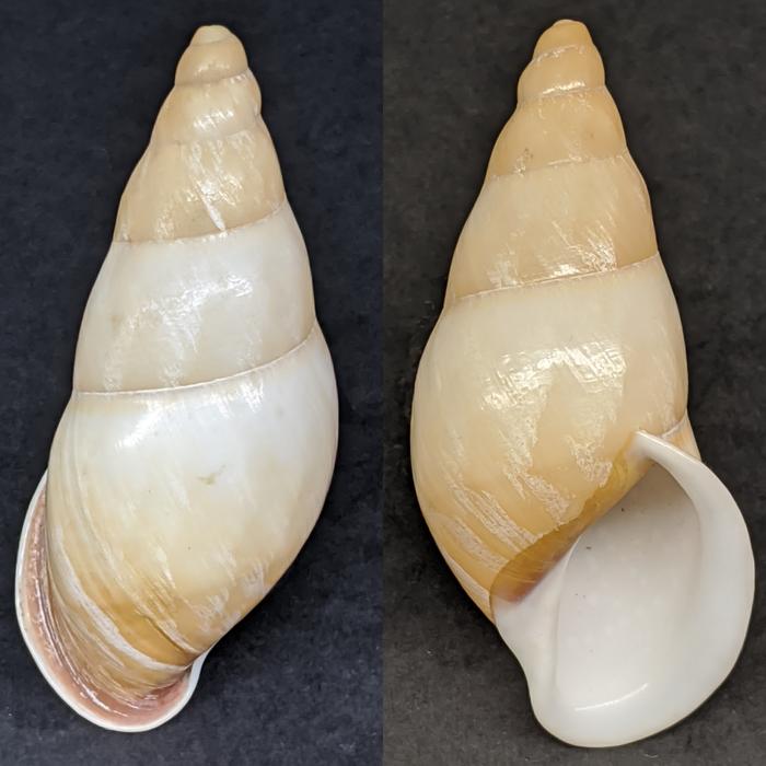 529. Cangkang Keong Darat 5,2 cm