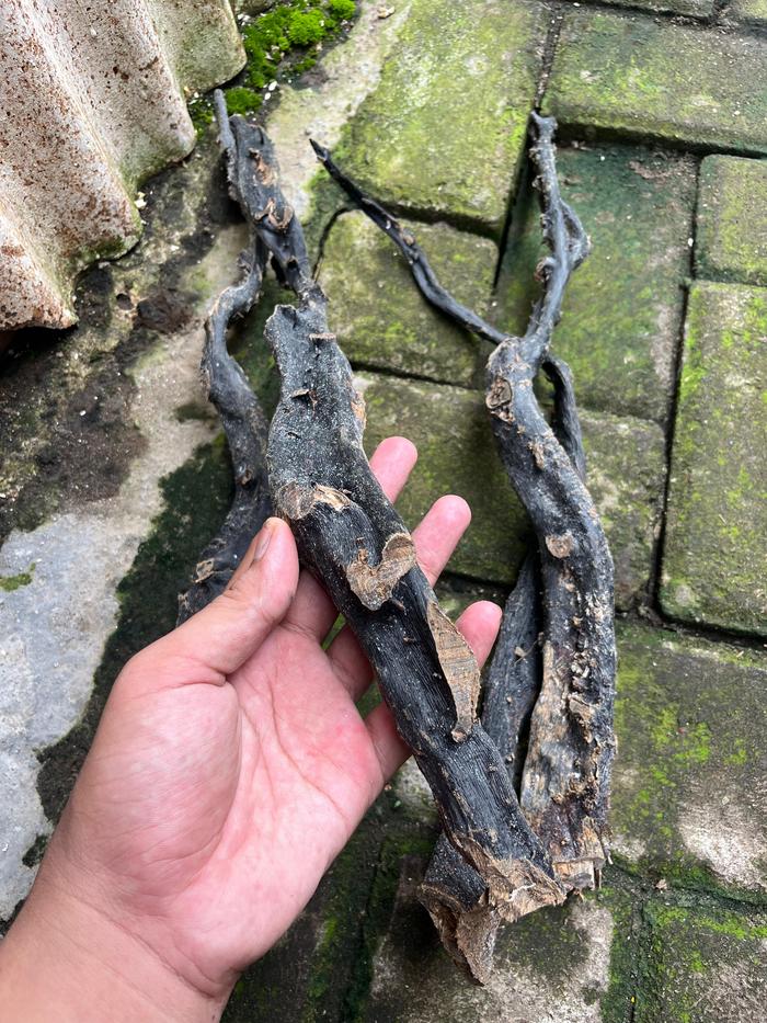 Bahan Akar Bahar Untuk Kerajinan Body Hitam Size Jumbo
