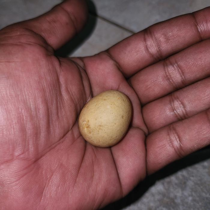 batu mustika bntek telur langka kuno unikk