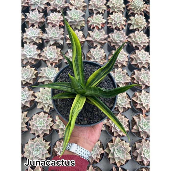 Sansevieria Black Makayla Variegata