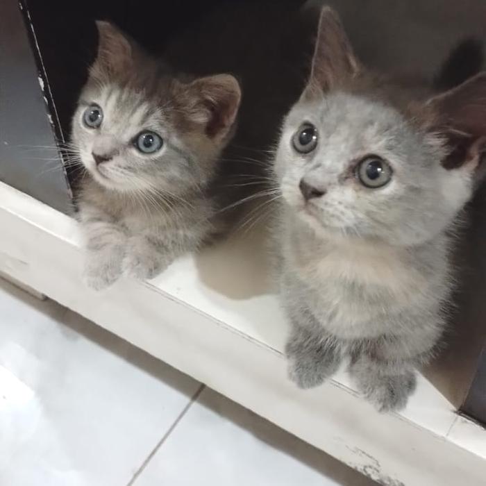 kucing Munchkin kaki pendek Fold lucu