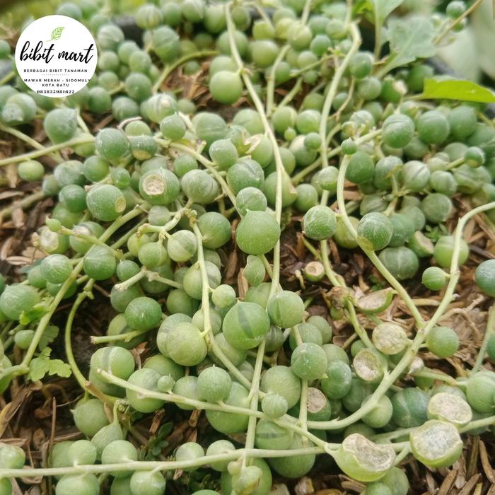 tanaman hias gantung sukulen tasbih string of pearls kaktus tasbih