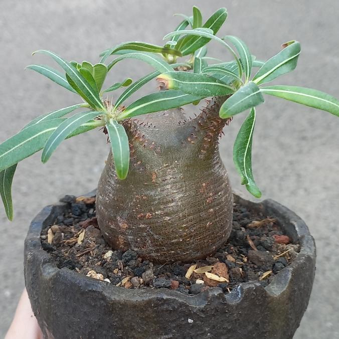Pachypodium Gracilius Bonggol Bulat Caudex Eksotis Gurun Afrika Madagascar dan Planter