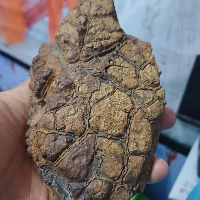batu fosil kura kura asli alam