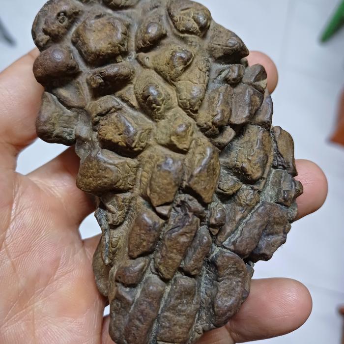 batu fosil sisik naga purba