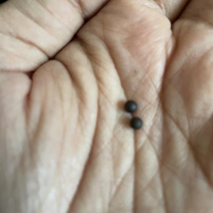 Mustika Lipan Hitam Original Temuan