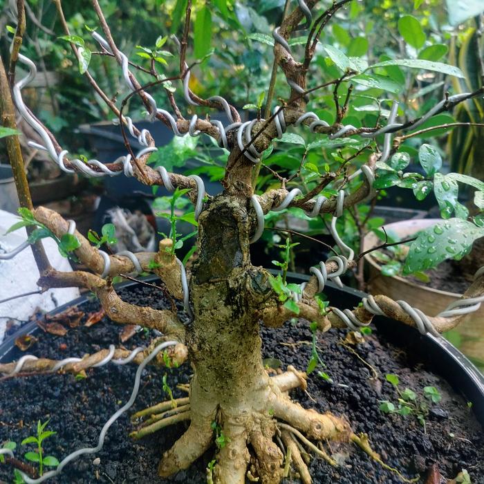 Bonsai Anting Putri bagus subur dg gaya Formal prokar ,cocok untuk di jadikan Pengisi waktu luang un
