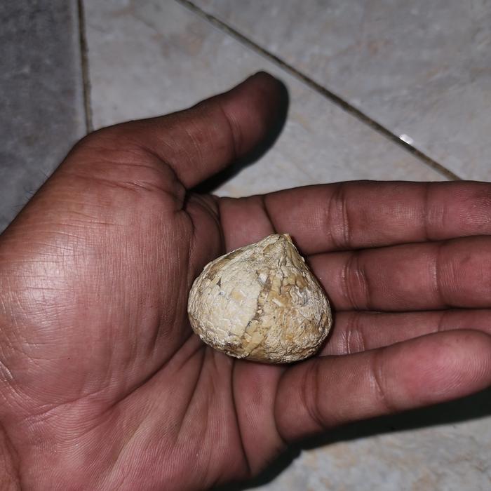 batu mustika rajanya batu mustika kelapa yg sangat super langka