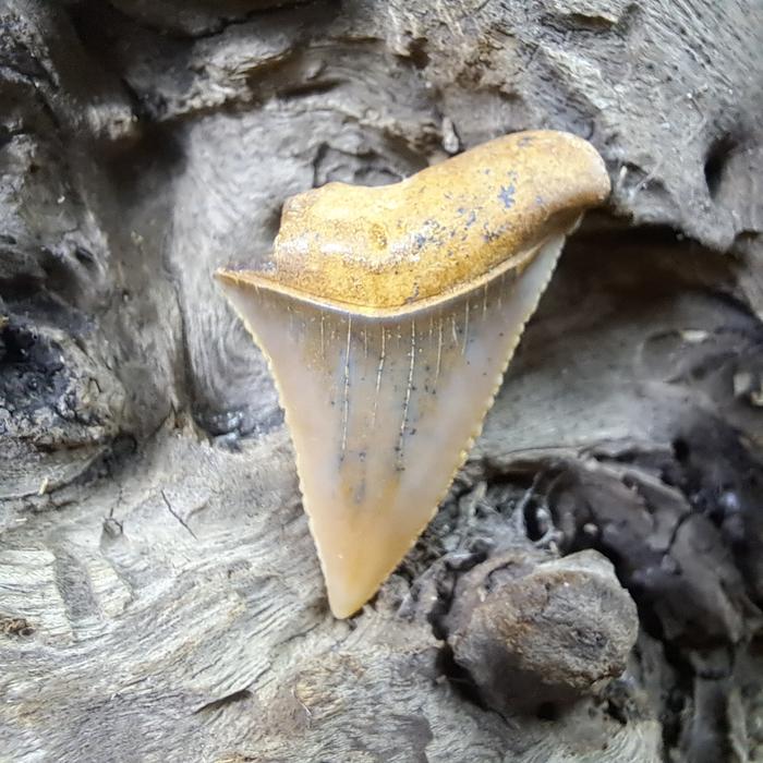 Loostone Batu Cincin Akik Natural Megalodon Fosil Gigi Hiu # 1