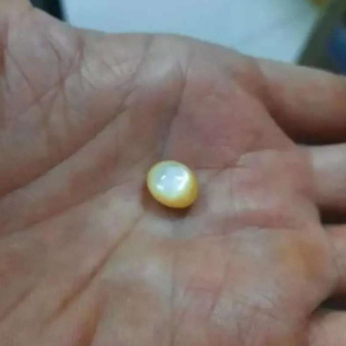 mustika kerang air laut asli