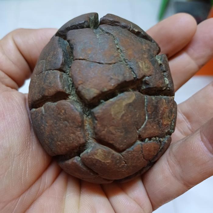fosil telur dinosaurus purba