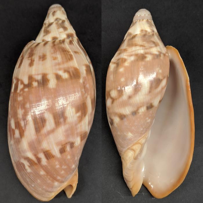 568. Cangkang Kerang Volute sp. 10,82 cm