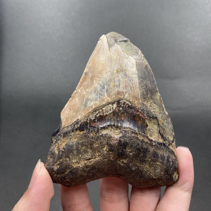 SUPER RARE | Javan Megalodon Tooth Fossil Natural Gigi Hiu Megalodon Jawa Purba Fossil Alami Rough M