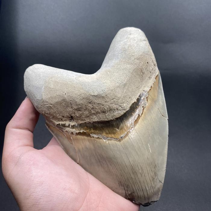 COLLECTOR EDITION | SUPER RARE | Javan Megalodon Tooth Fossil Natural Gigi Hiu Megalodon Jawa Purba 