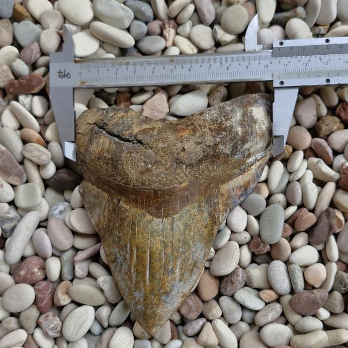 BATU CINCIN FOSIL MEGALODON NATURAL ( PG - 1698 )