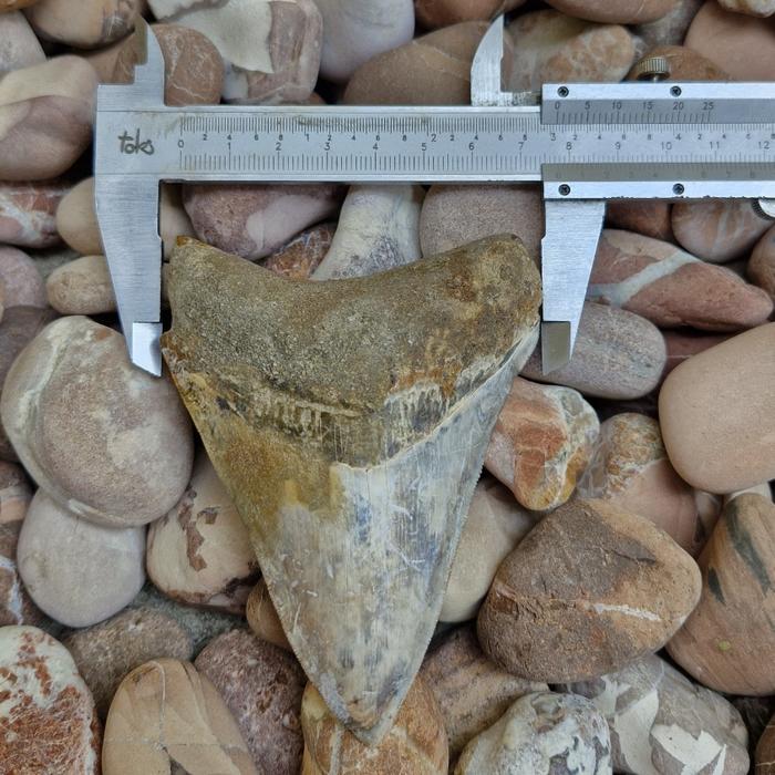BATU CINCIN FOSIL MEGALODON NATURAL ( PG - 1696 )