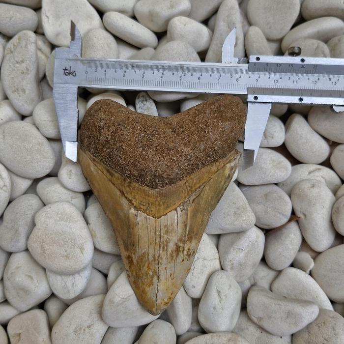 BATU CINCIN FOSIL MEGALODON NATURAL ( PG - 1697 )