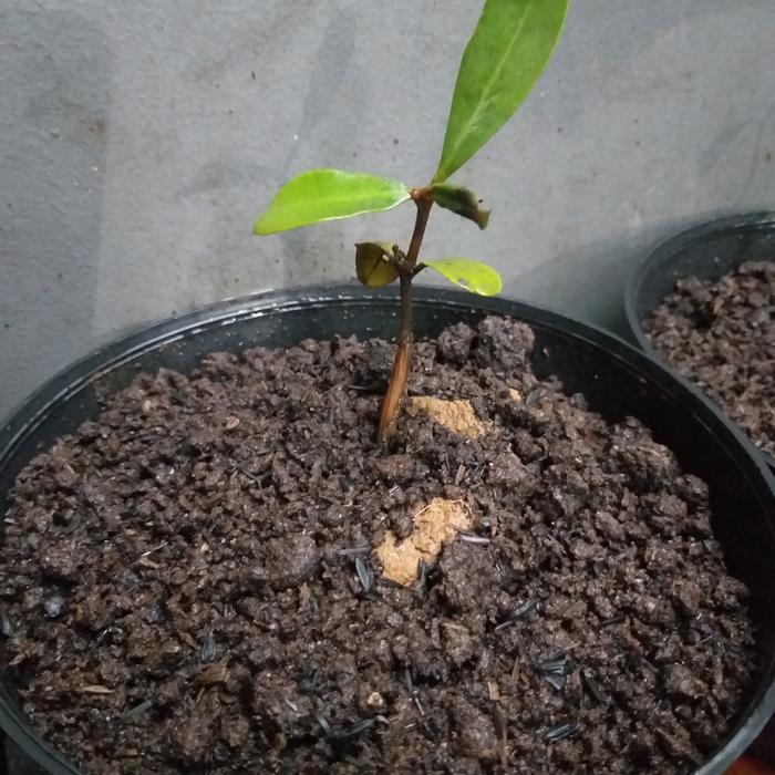 bibit kayu kaboa sancang garut