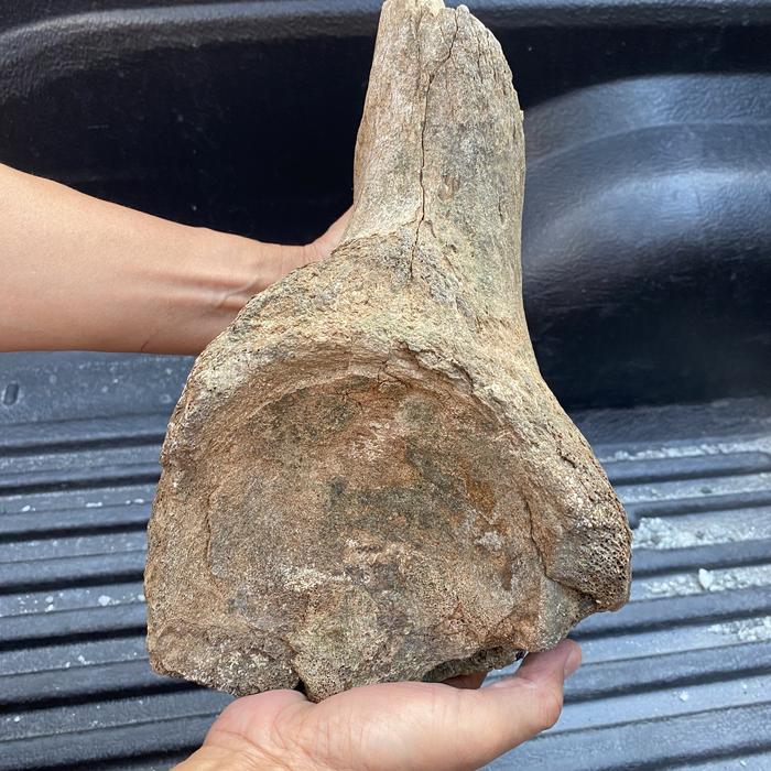 SUPER RARE | JUMBO Ice Age Mammoth Vertebrae Spine Bone Fossil Batu Fosil Tulang Ekor Gajah Jawa Pur