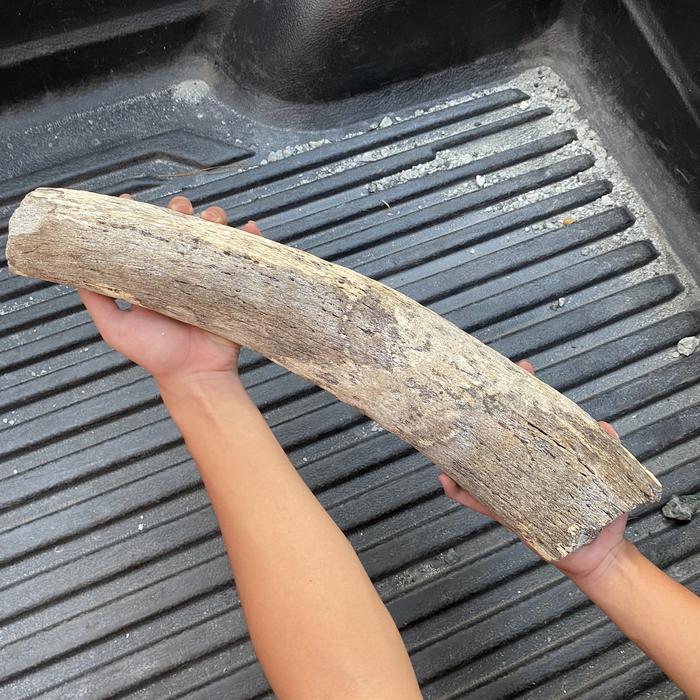 COLLECTORS EDITION | SUPER RARE | JUMBO Ice Age Extinct Javanese Mammoth Ivory Tusk Fossil Batu Fosi