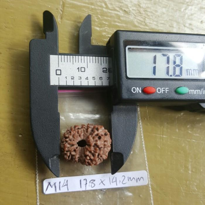 Rudraksha jenitri mukhi 12 besar