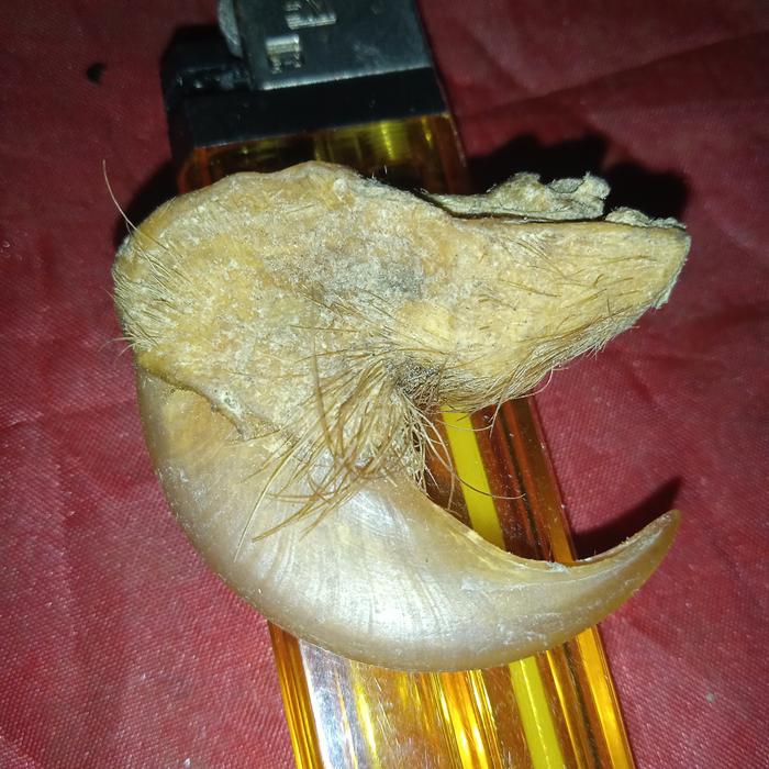 liontin H. M. sumatra asli hawwremmau kalung pria