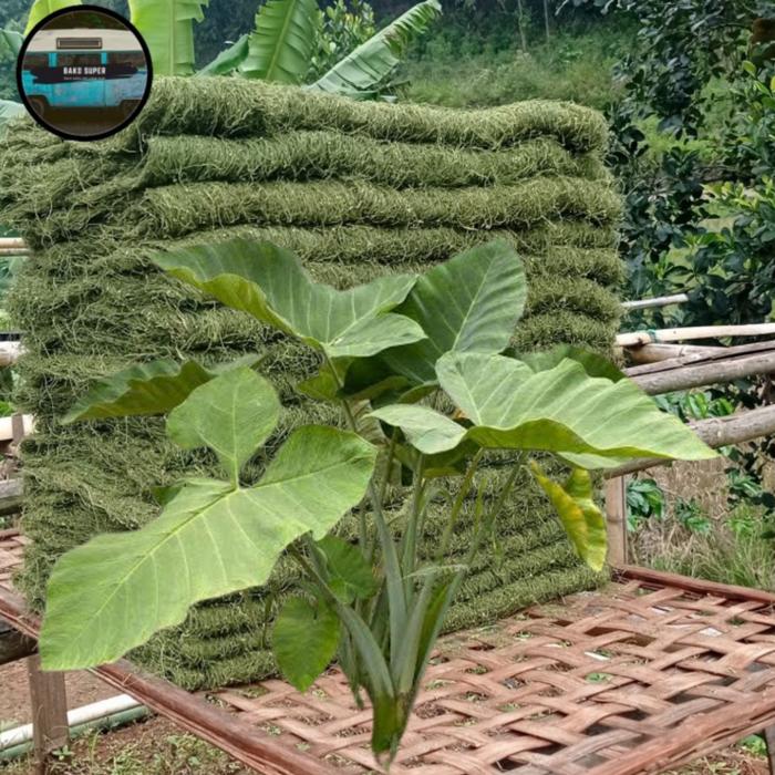 Daun talas hijau tansar kering 250 gr bibit unggul