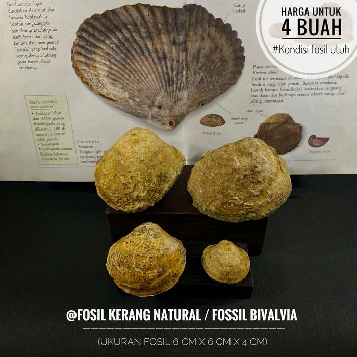 Fosil Kerang Purba Natural B5 atau Fossil Brachiopoda atau Fosil Kerang Bivalvia atau Fosil Kijing a