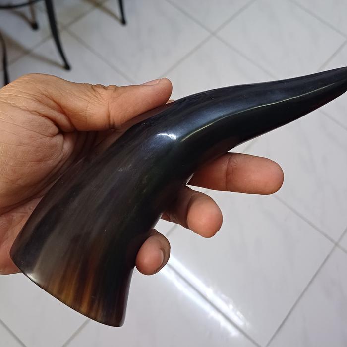 tanduk kerbau bule original