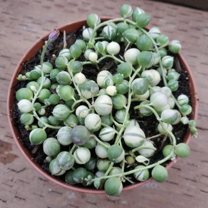 Kaktus tasbih varigata /tanaman hoya tasbih musa varigata
