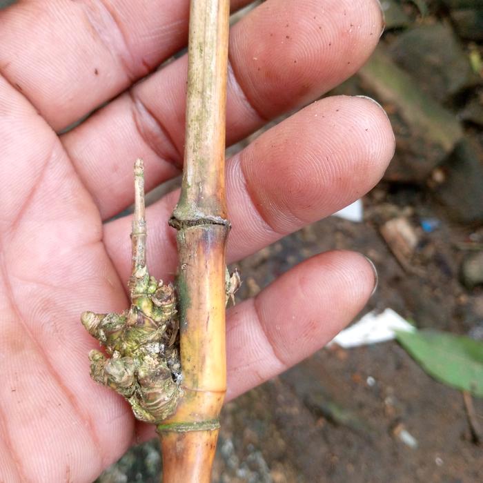 bambu unik bambu kuning kendit