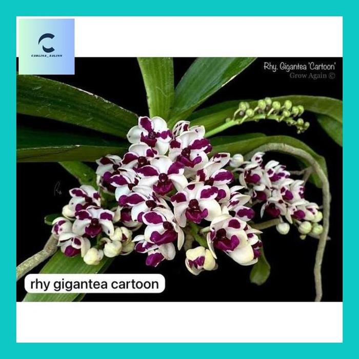Carlin^ Promo Anggrek Rhy Gigantea Cartoon
