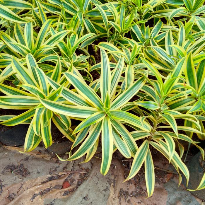 tanaman hias dracaena songkok india - songkok india - bambu hoki