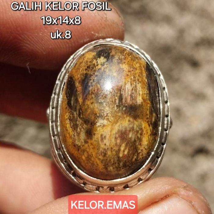fosil Kayu galih kelor emas natural
