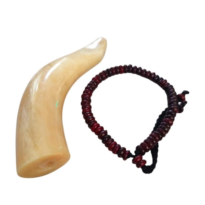 gelang Walikukun & once iga duyung panjang 9-10 cm