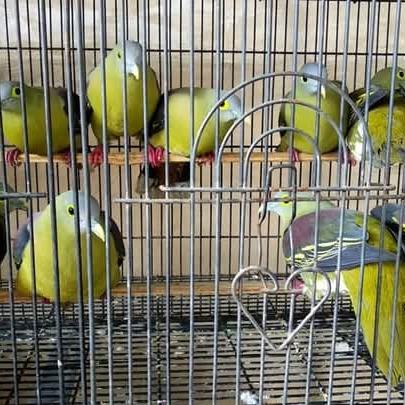 sepasang burung punai pengantin