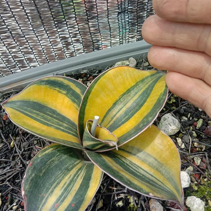 sansevieria mason super bowl hijau dari induk variegata