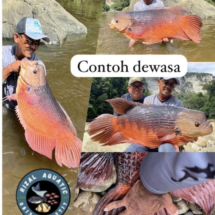 Gurame manah/kaloi kalimantan