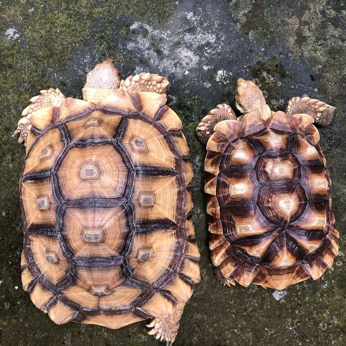 Sulcata Superman 10scute 12scute Female 30cm 36cm