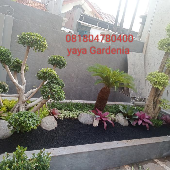 taman kering bonsai sikas dan anting putri