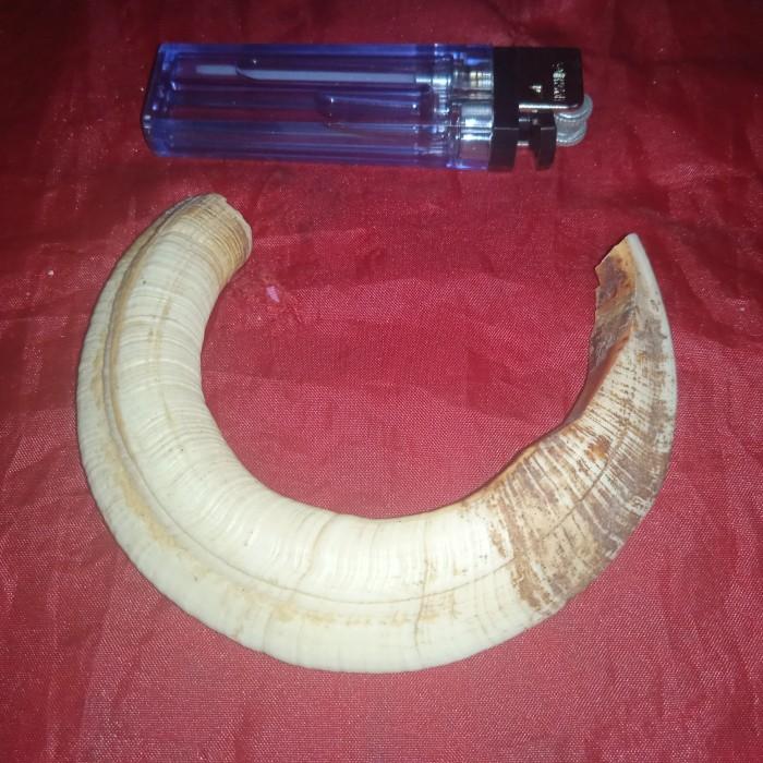 taring tarbi babi nguraak tua kalimantan kalung gelang adatt tarbii