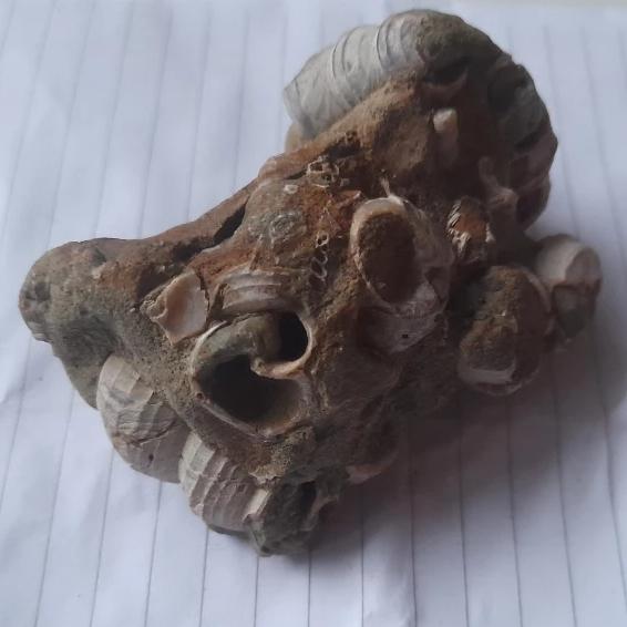 Fosil Kerang Purba - A001