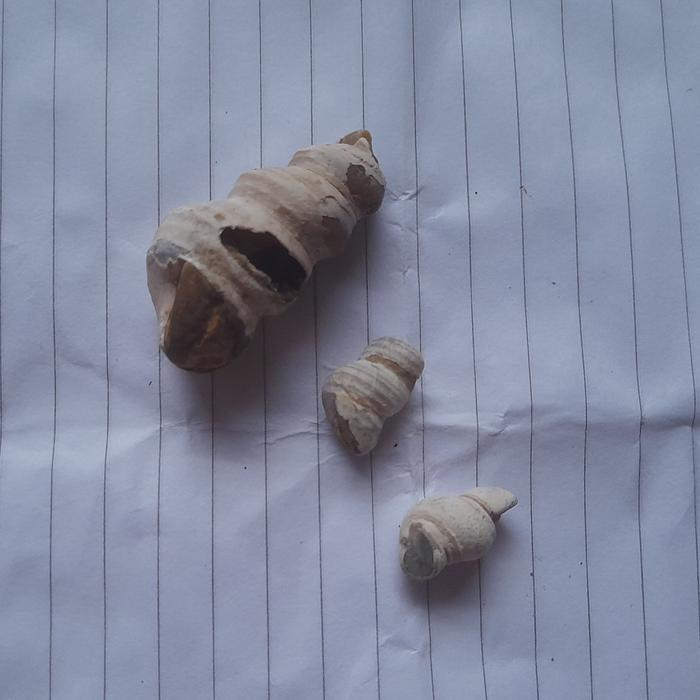 Fosil kerang purba - A004