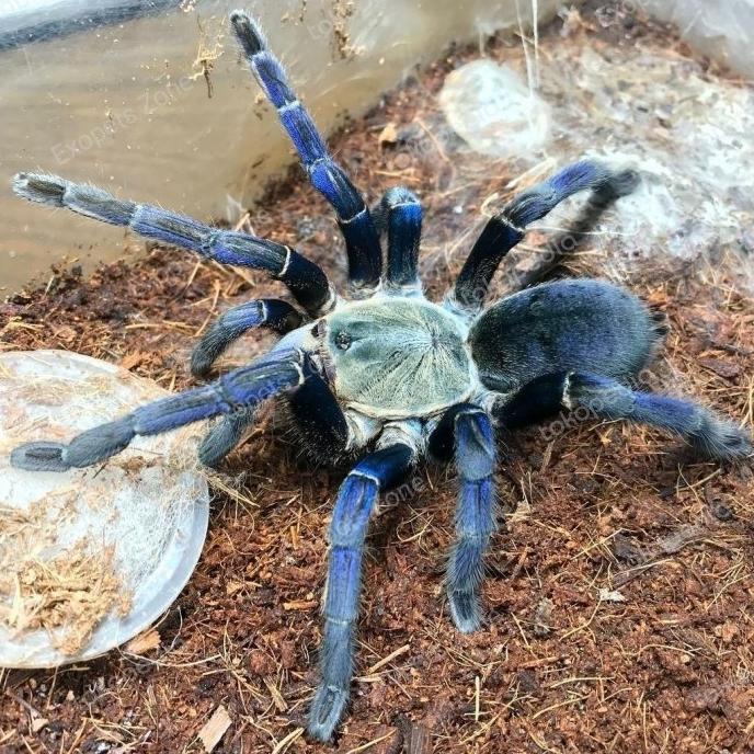 tarantula cyriopagopus lividus / haplopelma lividum sling