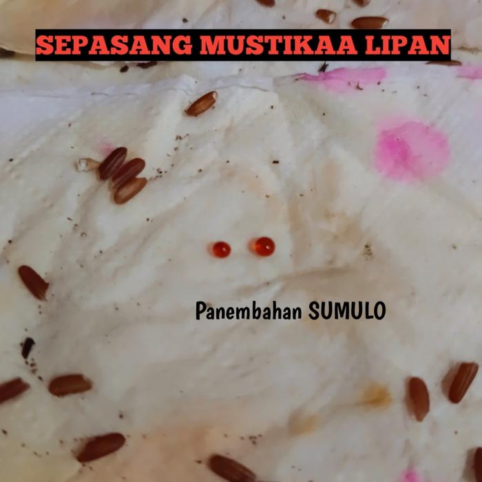 Sepasang Mustikaa Liur Lipan Merah Jati