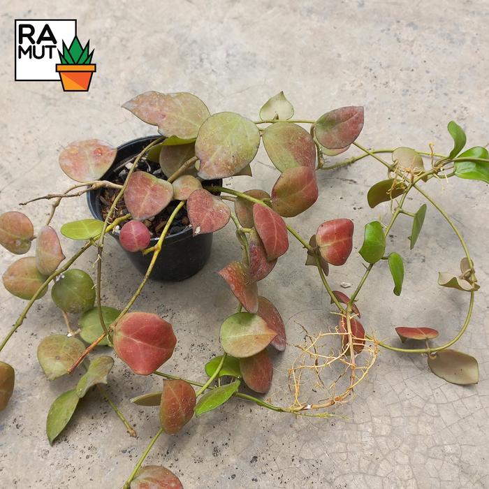 Hoya nabawanensis (tanaman)