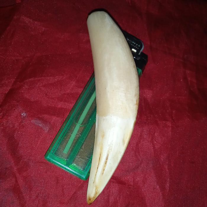liontin taring H. M. herrmau. jumbo. kalung pria