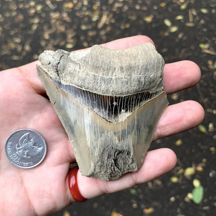 KELAS MUSEUM ! fosil gigi megalodon asli fossil ikan hiu sukabumi paleontologi geologi arkeologi rar