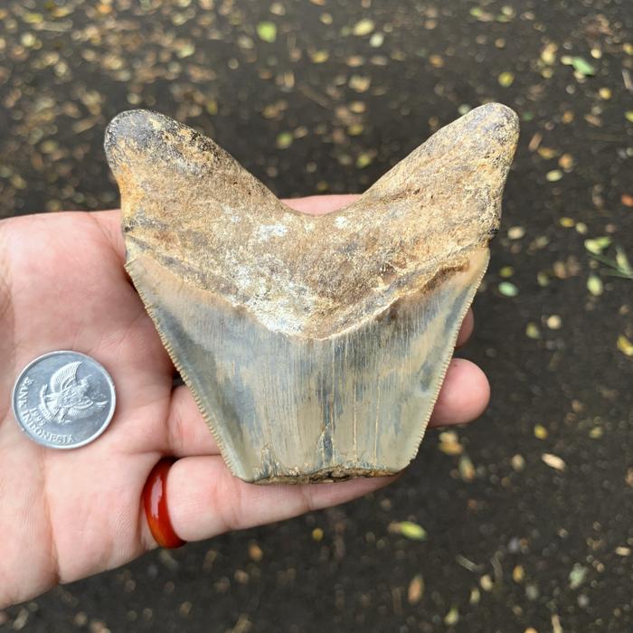 KELAS MUSEUM ! fossil gigi megalodon asli fosil ikan hiu sukabumi paleontologi geologi arkeologi rar